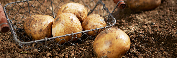 유기농 감자 수확